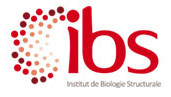 logo IBS