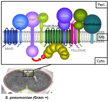 Morphogenesis of Streptococcus pneumoniae