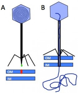 Figure 1 Breyron