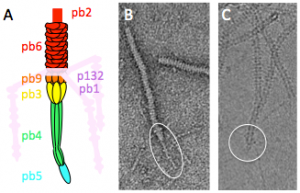 figure 2 Breyton