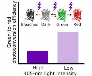 Fluorescent proteins don’t like sunburns