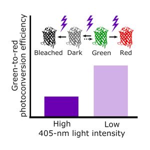 Fluorescent proteins don’t like sunburns