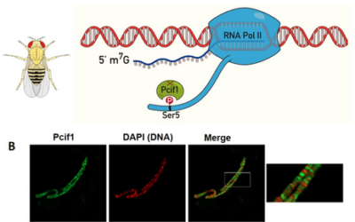 The lack of catalytic activity of Pcif1 protein in Drosophila reveals a new mechanism of gene expression regulation